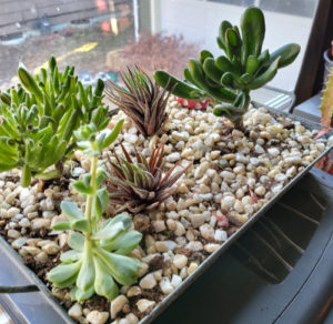 Succulent Garden