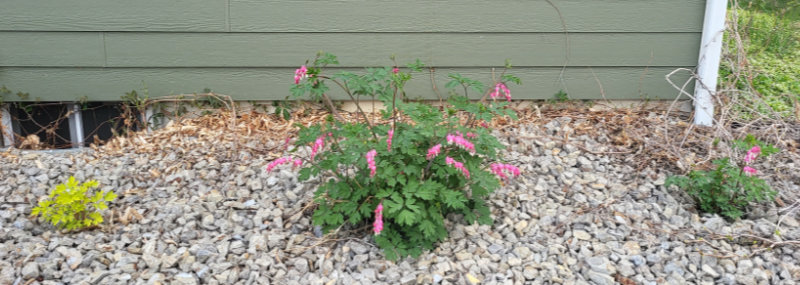 Bleeding Hearts